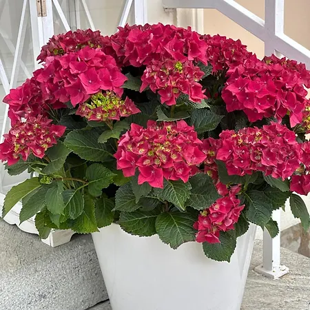 Апартаменты Seevilla Wienerroither